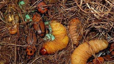 محافظ الوادي الجديد يحظر نقل فسائل النخيل لمواجهة السوسة الحمراء