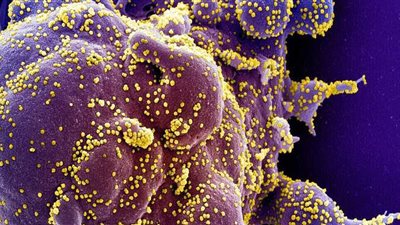 الصحة العالمية تعلن رصد سلالة كورونا الجديدة في 8 دول أوروبية