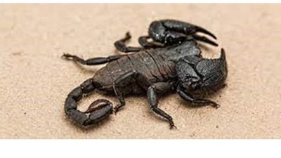 تفسير حلم العقرب في المنام وعلاقته بالهم والنكد والنميمة والعداء