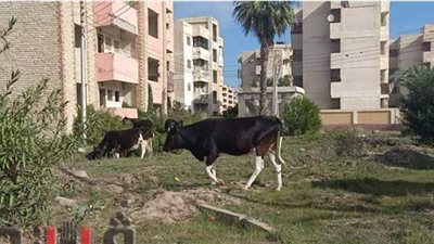 شاهد عودة غزو الأبقار والماعز لشوارع مصيف جمصة بالدقهلية