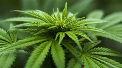 العثور على أشجار بانجو مزورعة داخل مدرسة بالمنصورة