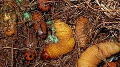 الزراعة ترفع المخصصات المالية لمكافحة سوسة النخيل بالوادي الجديد