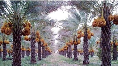 التوصيات الفنية لمزارعي محصول نخيل البلح خلال شهر يناير