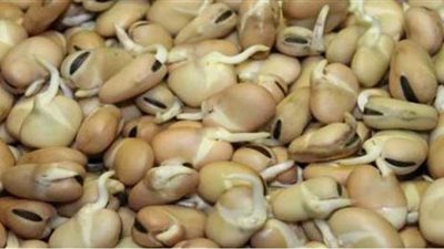 طريقة عمل الفول النابت