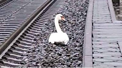 بجعة توقف حركة 23 قطارا بألمانيا