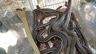 مصادرة ثعابين وعقارب سامة من سوق الحمام بالسيدة عائشة