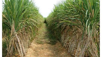 الزراعة تصدر نشرة بالتوصيات الفنية لمزارعي محصول قصب السكر خلال يناير المقبل