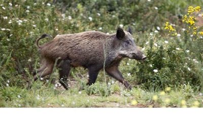 مخاوف في كوريا الجنوبية من انتشار حمى الخنازير الأفريقية