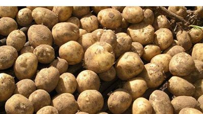 رئيس الحجر الزراعي يدعو المزارعين لاستيراد تقاوي البطاطس لتجنب ارتفاع أسعارها
