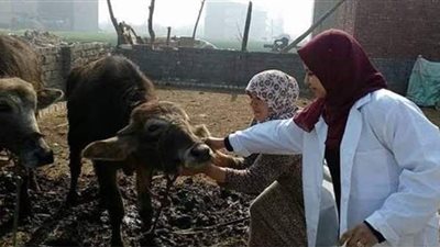 تحصين 47 ألفا و376 رأس ماشية خلال شهر بالبحيرة