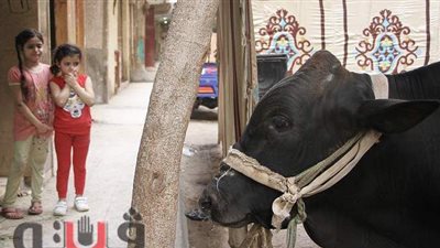 عدسة وفاء حسن ترصد أبرز المشاهد في حياة المصريين خلال 2020