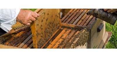 الزراعة تنظم دورة تدريبية حول كيفية إنشاء منحل كمشروع إنتاجى صغير