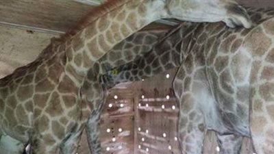 فيتو تكشف تفاصيل نفوق الزرافة 