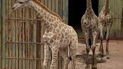 مصدر بالزراعة عن نفوق الزرافة زيزو: الطقس البارد السبب