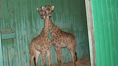 الزراعة تحقق في أسباب وفاة إحدى الزرا فات الواردة من جنوب افريقيا