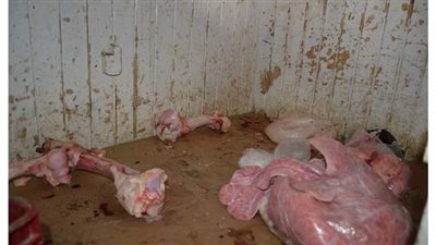 ضبط 582 كيلو لحوم مجهولة المصدر وفاسدة بالإسكندرية