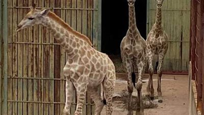 حديقة الحيوان تفرض حالة الطوارئ في محيط بيت الزرافات وتمنع الزوار من المرور.. فيديو وصور