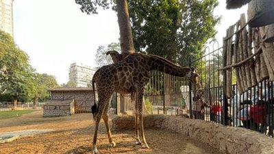 الزرافة سونسن تعود إلى حياة الوحدة بعد نفوق زيزو | صور وفيديو