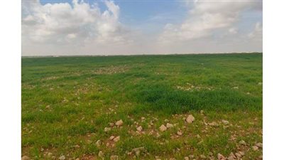 غطاء مطروح الأخضر.. الزراعة تتحدى الجفاف والملوحة لتطوير أكبر مرعي طبيعي في مصر