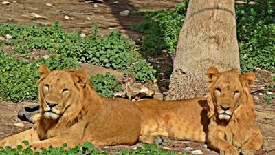 أسد يهاجم عاملا في حديقة الحيوان بالإسكندرية