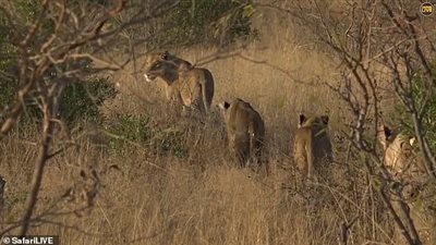 مفاجأة غير متوقعة لرجل يتتبع أسد (فيديو وصور)