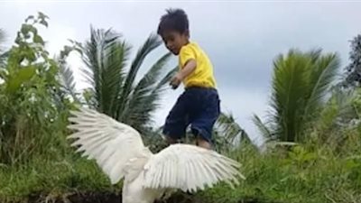 بطة تصر على إعادة حذاء صبي (فيديو وصور)