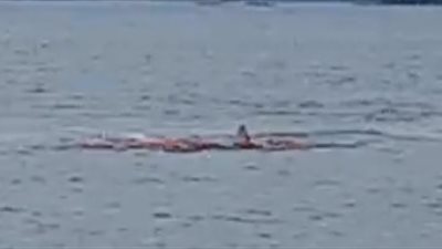 لقطات مرعبة للحظة التهام سمكة قرش لكلب بحر وتحول المياه لـ«بركة دماء» (فيديو)