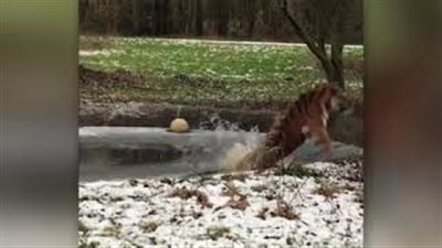 أنثى نمر تفقد أعصابها أثناء السير على بركة متجمدة (فيديو)