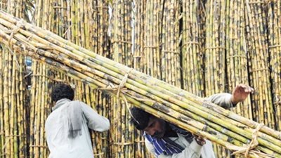 «القابضة» تكشف خطة النهوض بالمحاصيل السكرية من القصب والبنجر