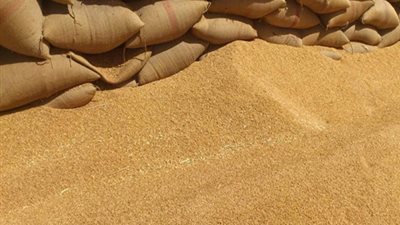 ضبط 2490 طن قمح محلي مخلوط بمستورد به حشرات في البحيرة