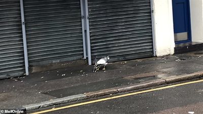 لحظة افتراس نورس حمامة (فيديو وصور)