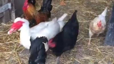 مزارع يحظى بشهرة واسعة بسبب حيواناته (فيديو وصور)