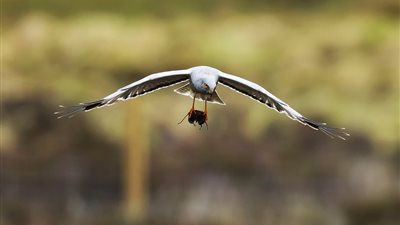 ذكر مرزة الدجاج يحضر فريسة للعش فتضيعها أنثاه (صور)