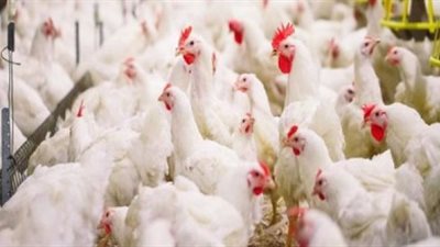 استمرار تراجع أسعار الدواجن.. والفيليه بـ 55 جنيها للكيلو