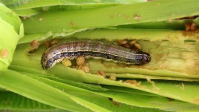 «زراعة الإسماعيلية» تعلن حالة الطوارئ لمواجهة الحشرة الجياشة