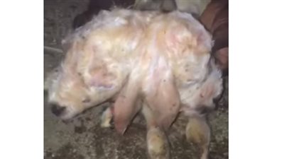 ولادة خروف برأسين في السعودية (فيديو)