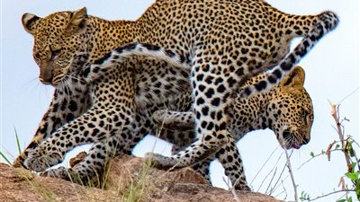 قتال في الهواء بين فهدين(صور)