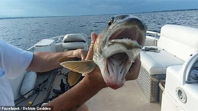 لقطات نادرة لامرأة تصطاد سمكة بفمين (صور)