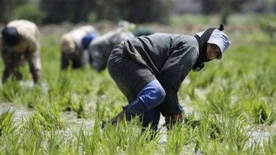 بالأرقام.. خريطة زراعة الأرز في 2016