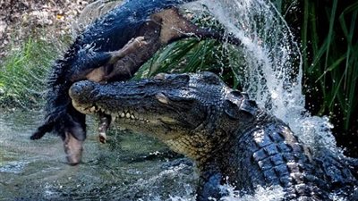 لقطات غريبة لتمساح يقتنص فريسة ضخمة (صور)