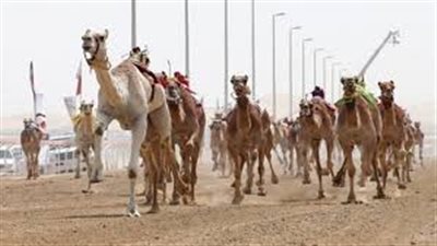 5 دول عربية تشارك بمهرجان الشرقية التاسع للهجن