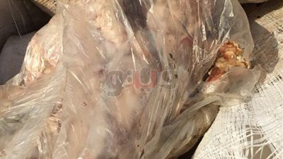 إعدام 7 أطنان هياكل وأرجل دواجن فاسدة في السلام (صور)