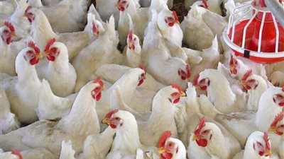 6 نصائح لمربى الدواجن مع اقتراب فصل الشتاء