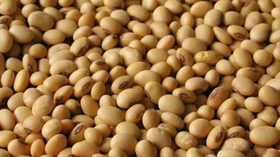 تفاصيل رفض 4 شحنات من فول الصويا الأمريكى المصاب بـ «الأمبروسيا»