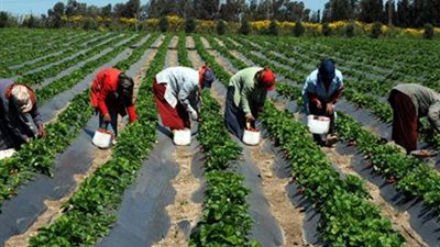 الأصول الوراثية للنباتات المصرية في خطر.. زراعة الملوخية في اليابان والبرسيم يظهر في إسرائيل.. إنشاء بنك للجينات النباتية في الشيخ زويد.. والبيئة والزراعة تطالبان أجهزة الدولة بدعم المشروع