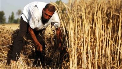 تحقيق الأمن الغذائي أصبح ممكنًا.. زراعة القمح في الصحراء بمياه مكررة.. البرتقال والتفاح والكمثرى والجوافة تطرح إنتاجًا وفيرًا بالأراضي الرملية.. والنخيل ملك المناطق الجافة