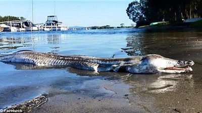 بالصورة.. مخلوق غامض يثير ضجة كبيرة في أستراليا