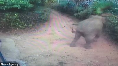 فيل يثير ذعر طفل باقتحام حديقة منزله (فيديو وصور)