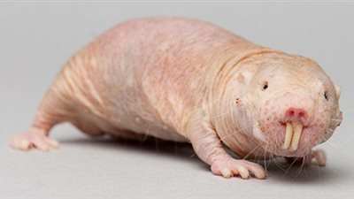 فأر يقود العلماء إلى أمل جديد في علاج السرطان