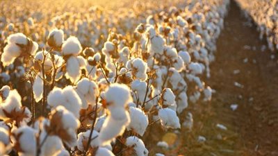 إجراء أول مزاد على الأقطان في 3 مراكز للتجميع بالفيوم وبني سويف